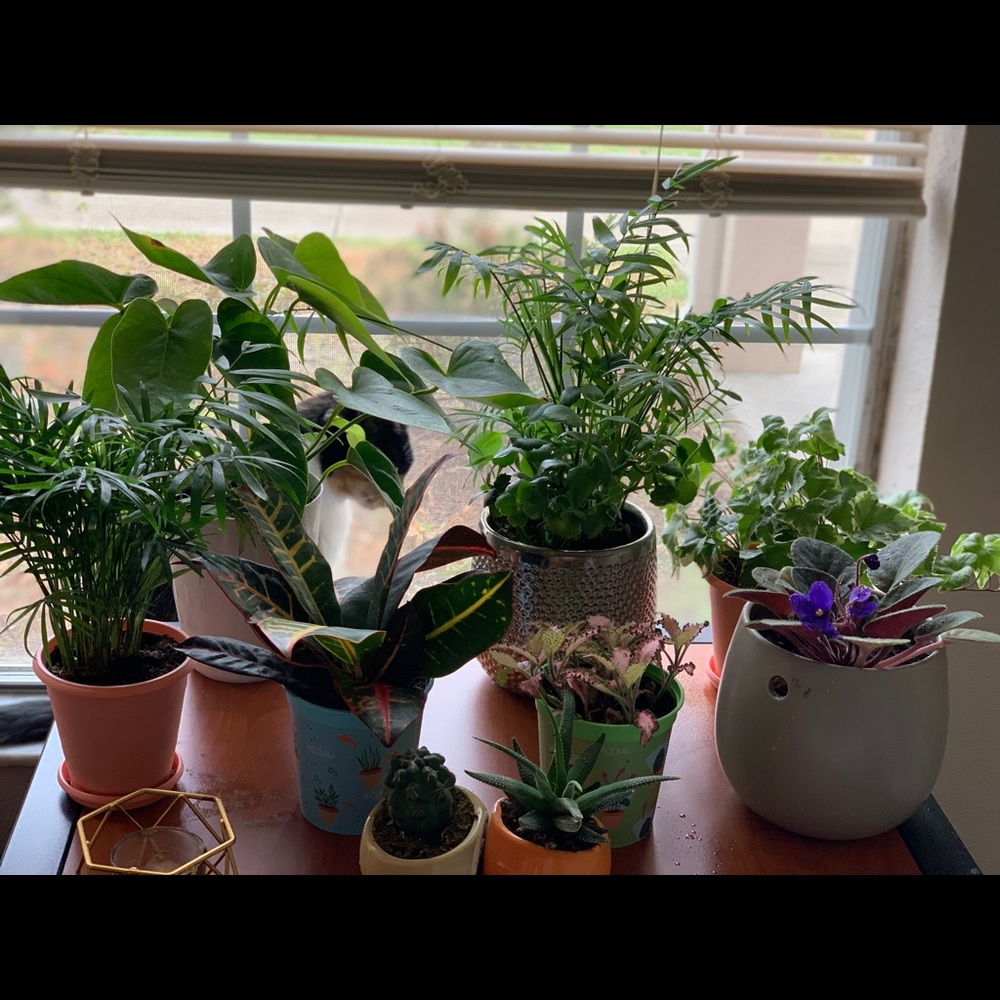 Meet your Posher, Markesia